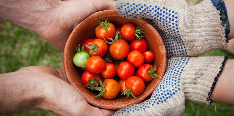 Efficienza energetica e sostenibilità ambientale nella filiera agroalimentare italiana